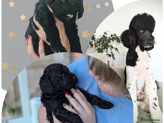 Standard Poodle dogs Parti KC Reg Standard Poodle Puppies - Advert 9