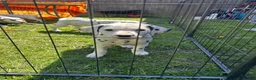 Dalmatian dogs for sale: Dalmation puppies. 2 males left. - Advert 4