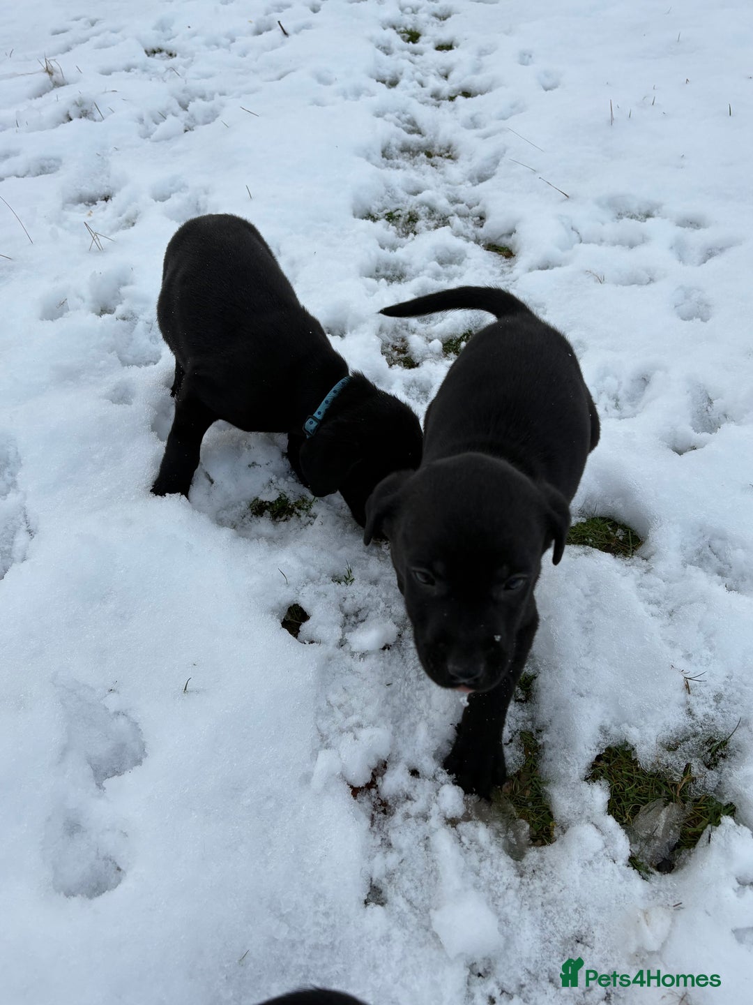 Labrador Retriever dogs for sale: Ready to leave now 3 gorgeous males pups left  - Advert 25