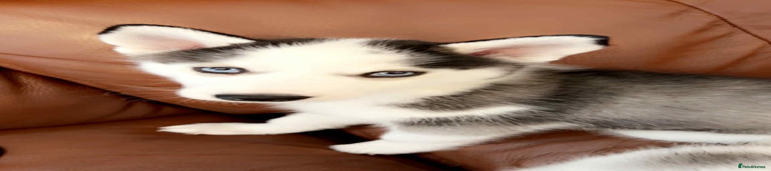 Siberian Husky Puppy 2