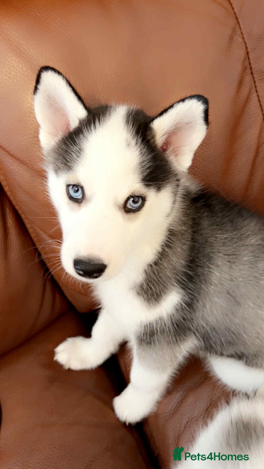 Siberian Husky dogs for sale: Husky Puppies  - Image 8