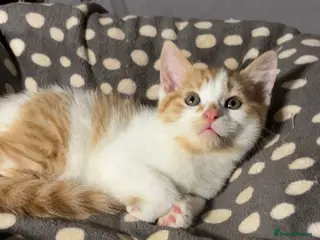 Mixed Breed cats X3 beautiful ginger kittens - ready to leave - Advert 2