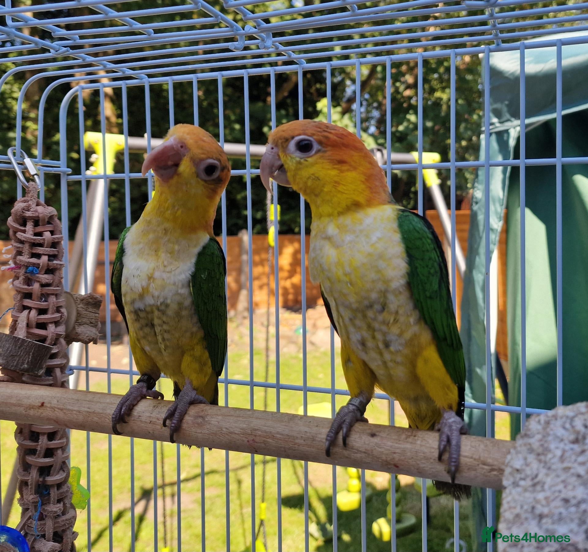 Parrots birds Caique Parrots - Advert 2