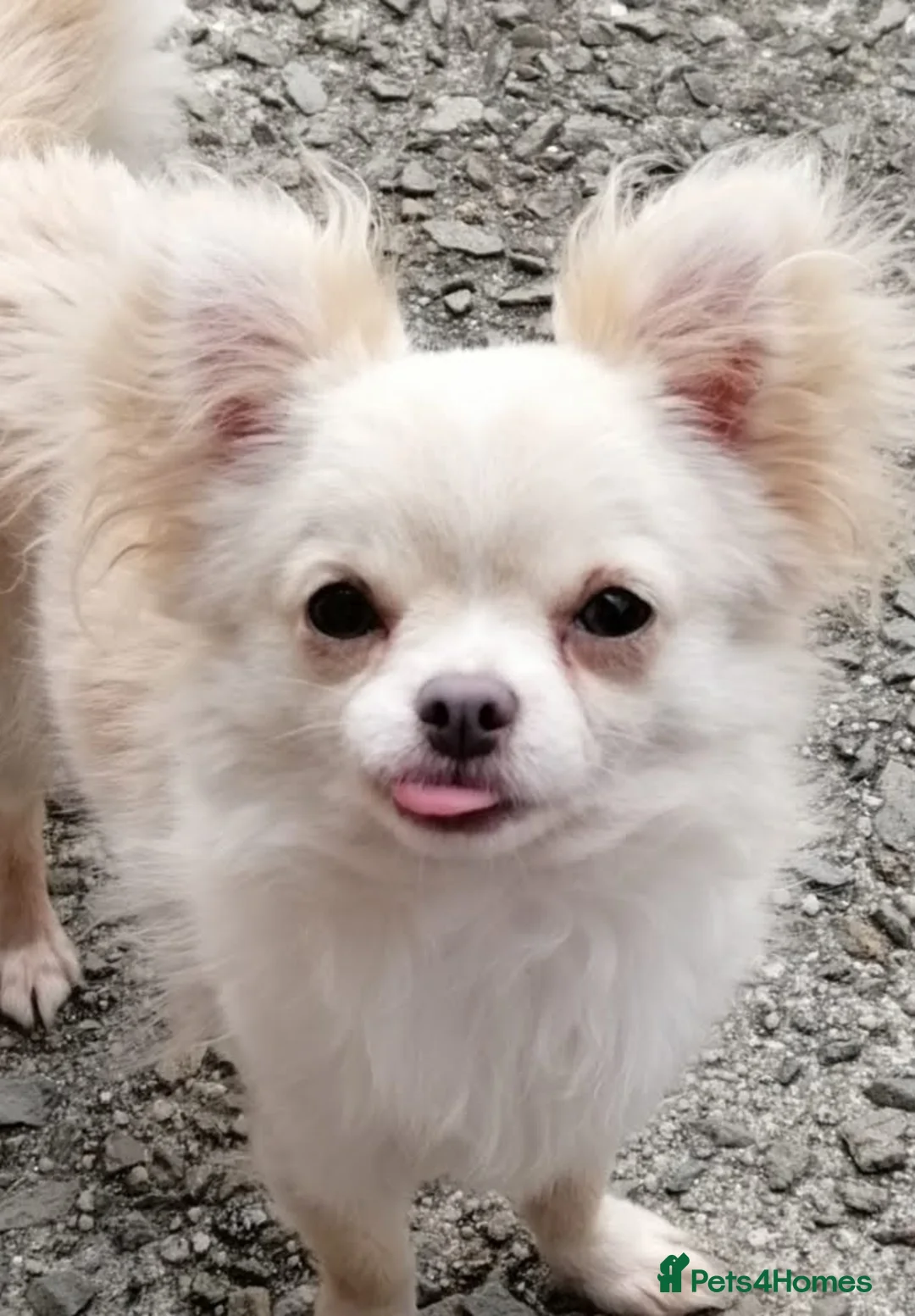 Chihuahua dogs for sale: TINY CHIHUAHUA BOY in Newquay - Advert 1