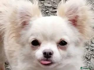 Chihuahua dogs TINY CHIHUAHUA BOY - Advert 1