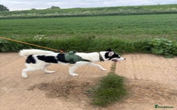 Mixed Breed dogs for sale: Husky cross malamute for sale - Image 5
