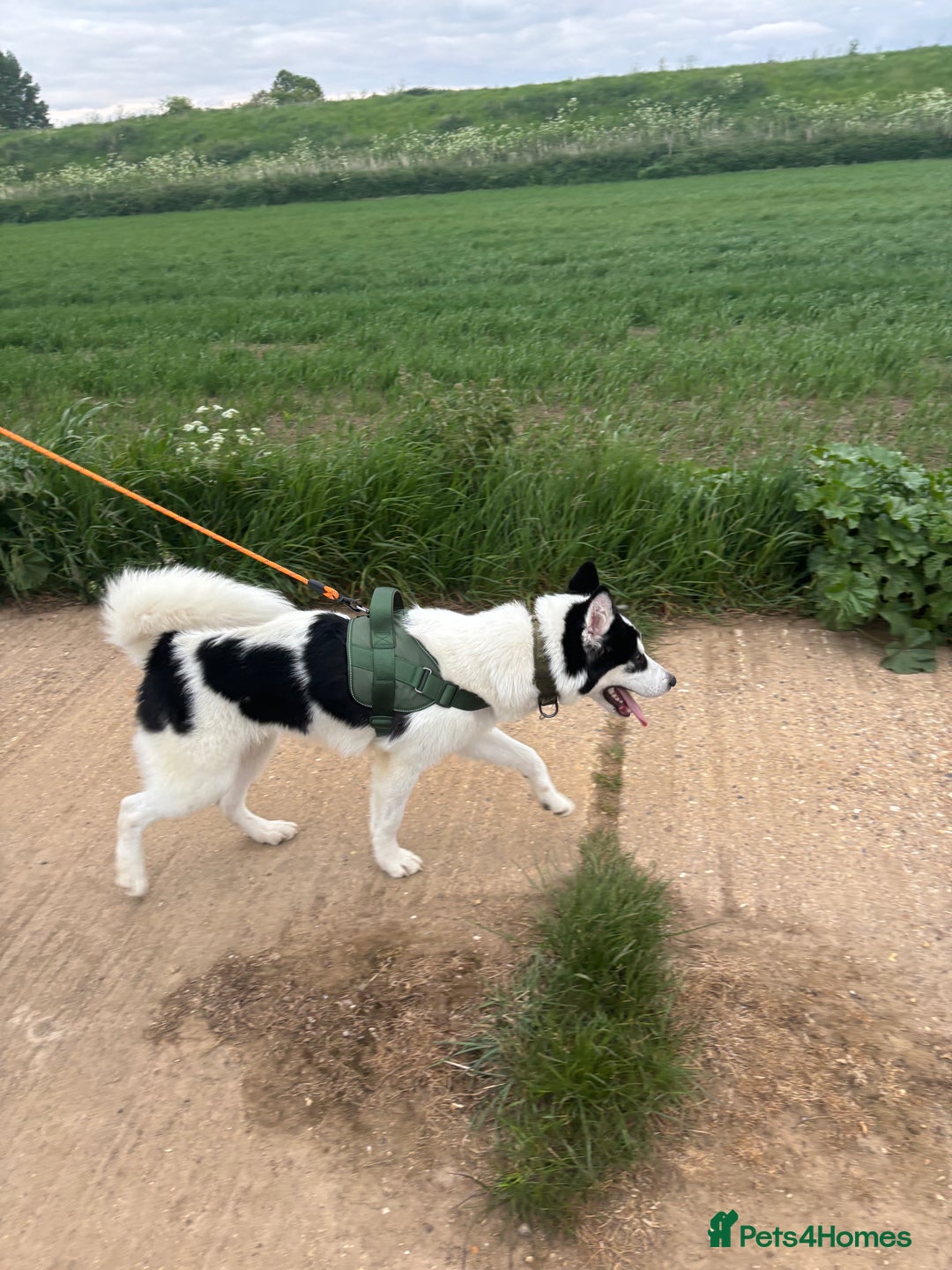 Mixed Breed dogs for sale: Husky cross malamute for sale - Image 5