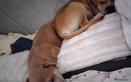 Mixed Breed dogs for sale: Pug cross bulldog - Image 3