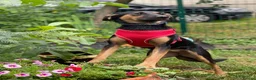 Mixed Breed dogs for adoption: ❤️GINA❤️  14-month-old perfect medium size girl in Burton-on-Trent - Advert 16
