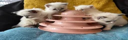 Ragdoll cats for sale: Pure ragdoll kittens sake London - Advert 8