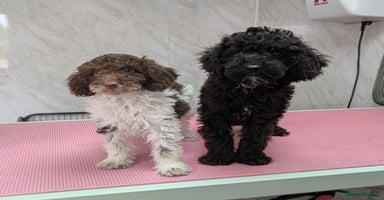 Cockapoo dogs - Advert 1