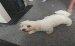 Mixed Breed dogs for sale: For sale  - Image 9