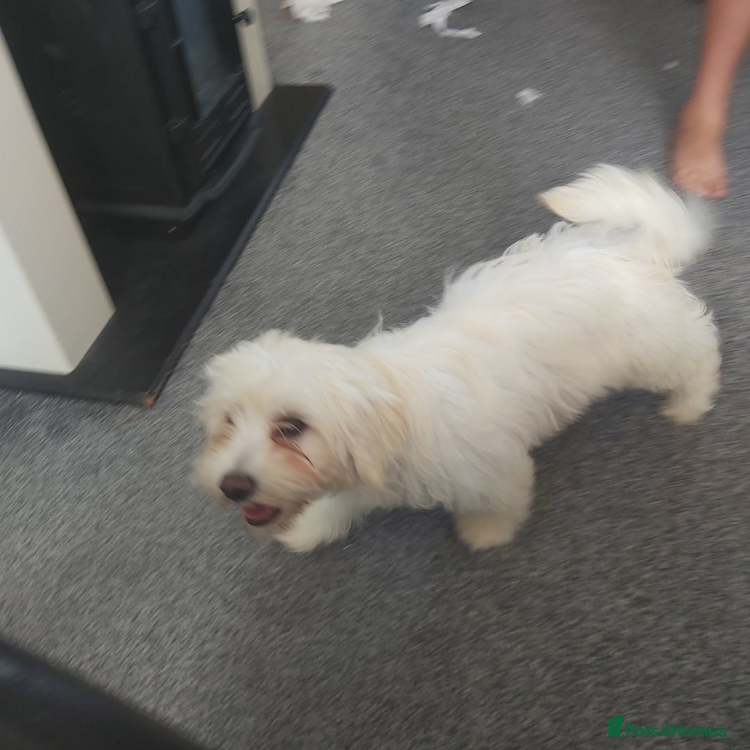 Mixed Breed dogs for sale: For sale  - Image 9