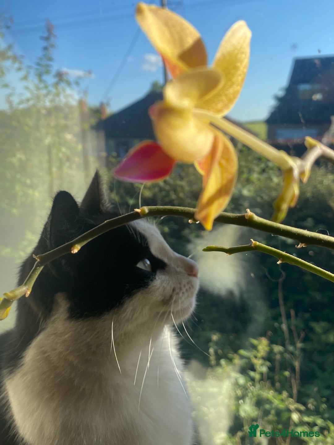 Domestic Shorthair cats for sale: Two lovely boy cats for sale  - Advert 2