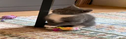 Mixed Breed cats for sale: BEAUTIFUL GREY KITTEN - Advert 3
