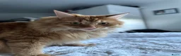 Maine Coon cats for sale: Maine Coon for re-homing. male ginger Maine coon - Advert 5