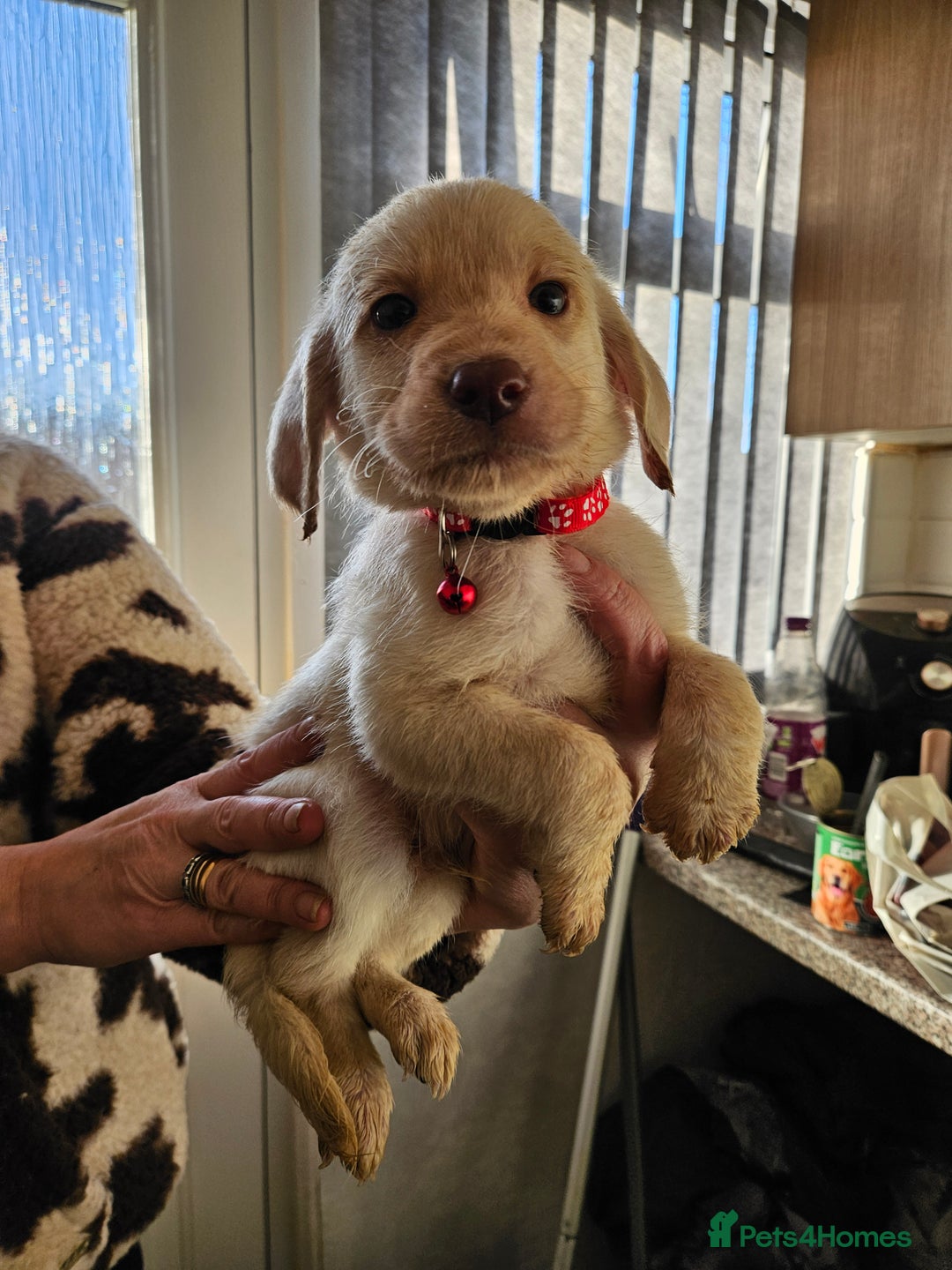 Labradoodle dogs for sale: 9 gorgeous labradoodles, red fox and cream - Advert 12