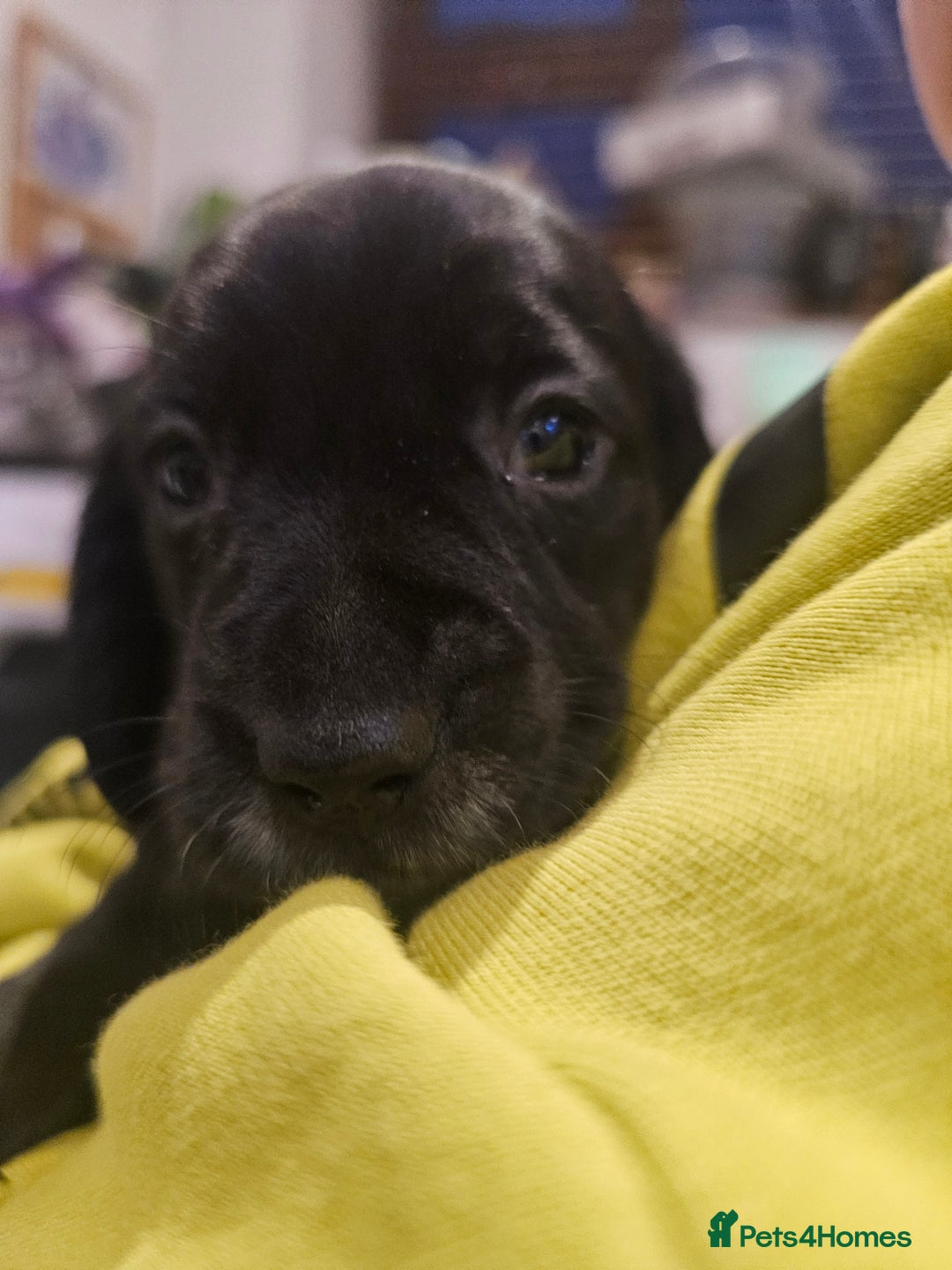 Mixed Breed dogs for sale: Springer spaniel x miniature dachshund  - Advert 5