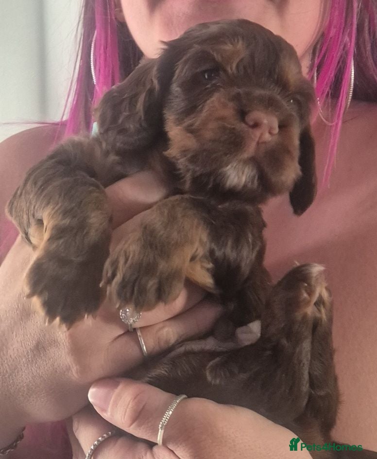 Cocker Spaniel dogs KC chocolate and tan working cocker spaniel - Advert 2