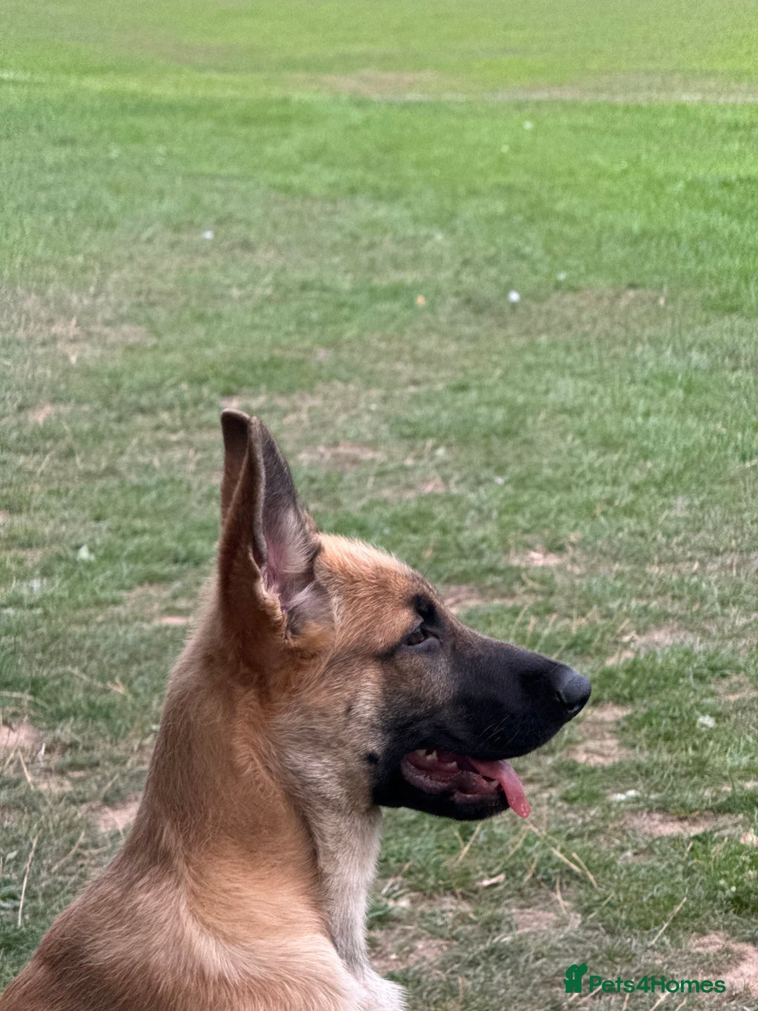 German Shepherd dogs for sale: Adorable German Shepherd Puppy for HisForever Home - Image 2