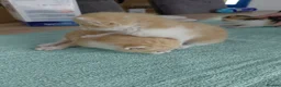 Mixed Breed cats for sale: 3 male and 2 female kittens - Advert 5