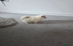 Pomeranian dogs for sale: Pomeranian puppies  - Image 24