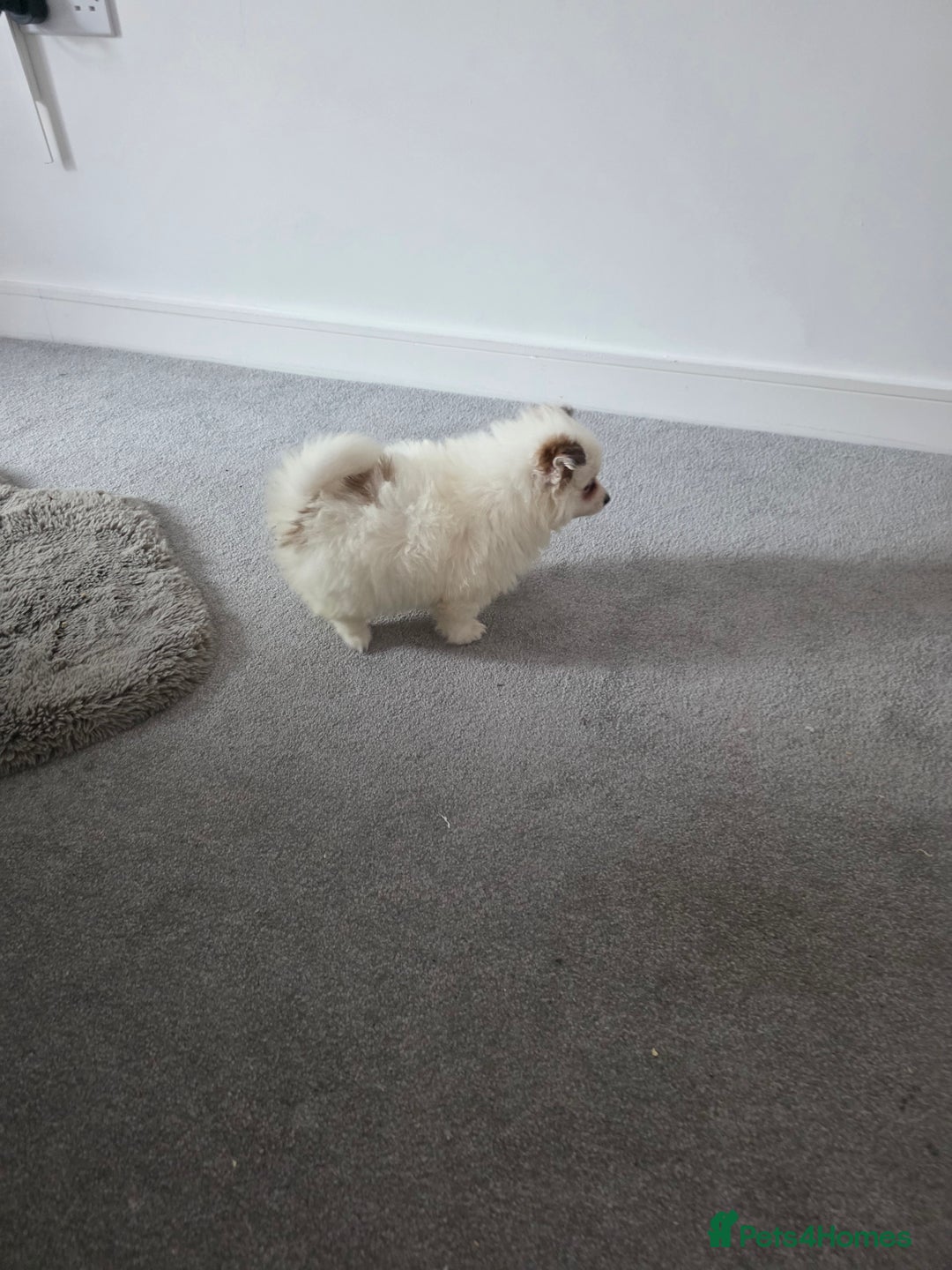 Pomeranian dogs for sale: Pomeranian puppies  - Image 24