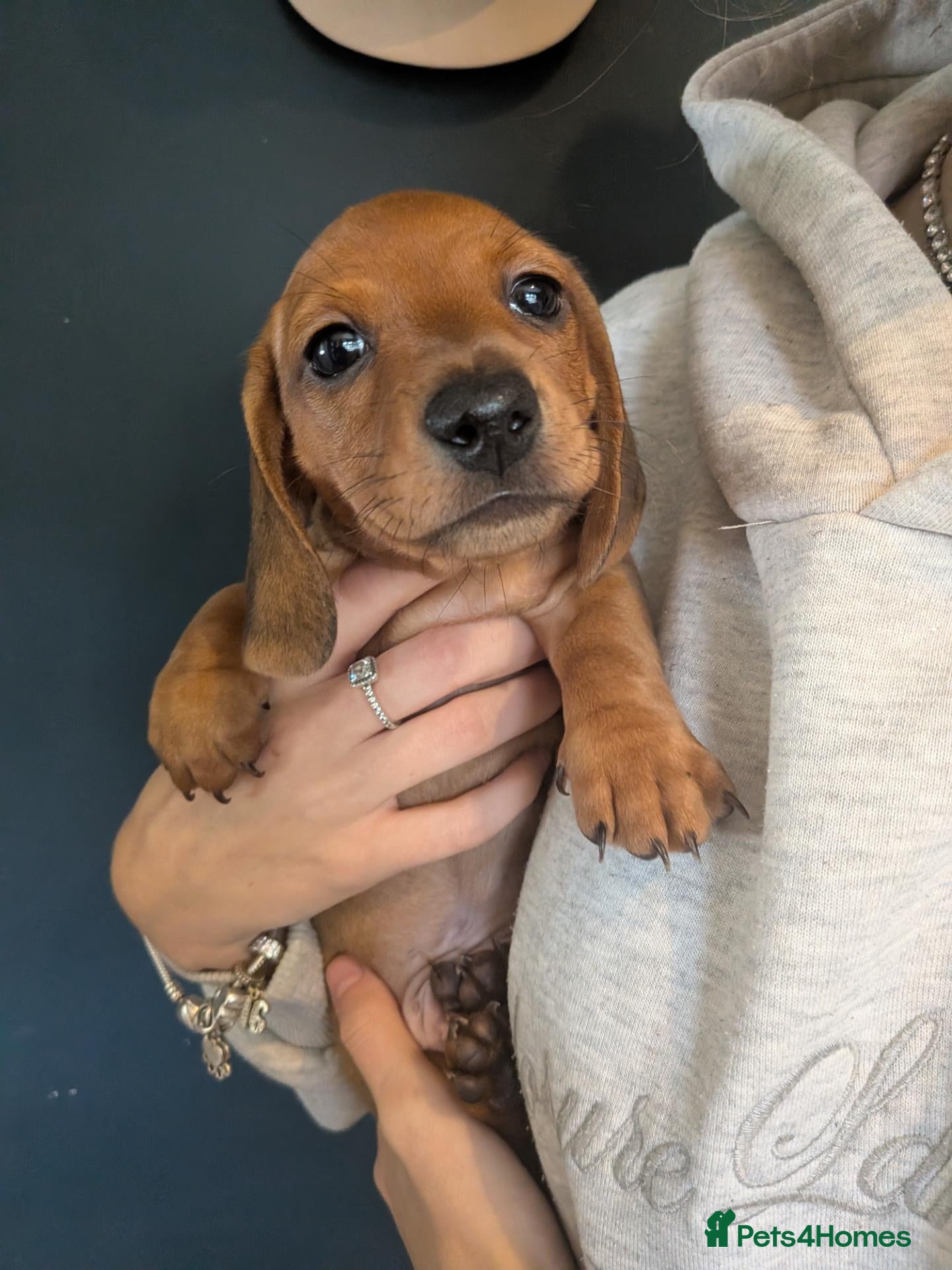 Miniature Dachshund dogs Beautiful Miniature Dachshund Puppies   - Advert 1