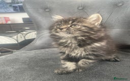 Mixed Breed cats for sale: Cute kittens for sale  - Image 7