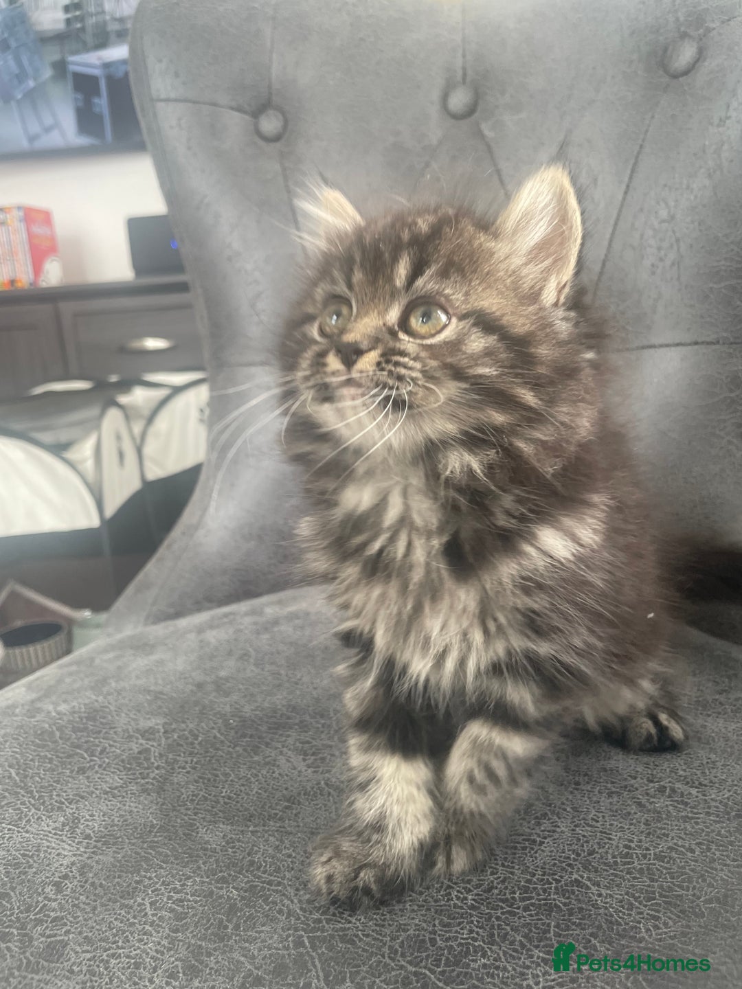 Mixed Breed cats for sale: Cute kittens for sale  - Image 7