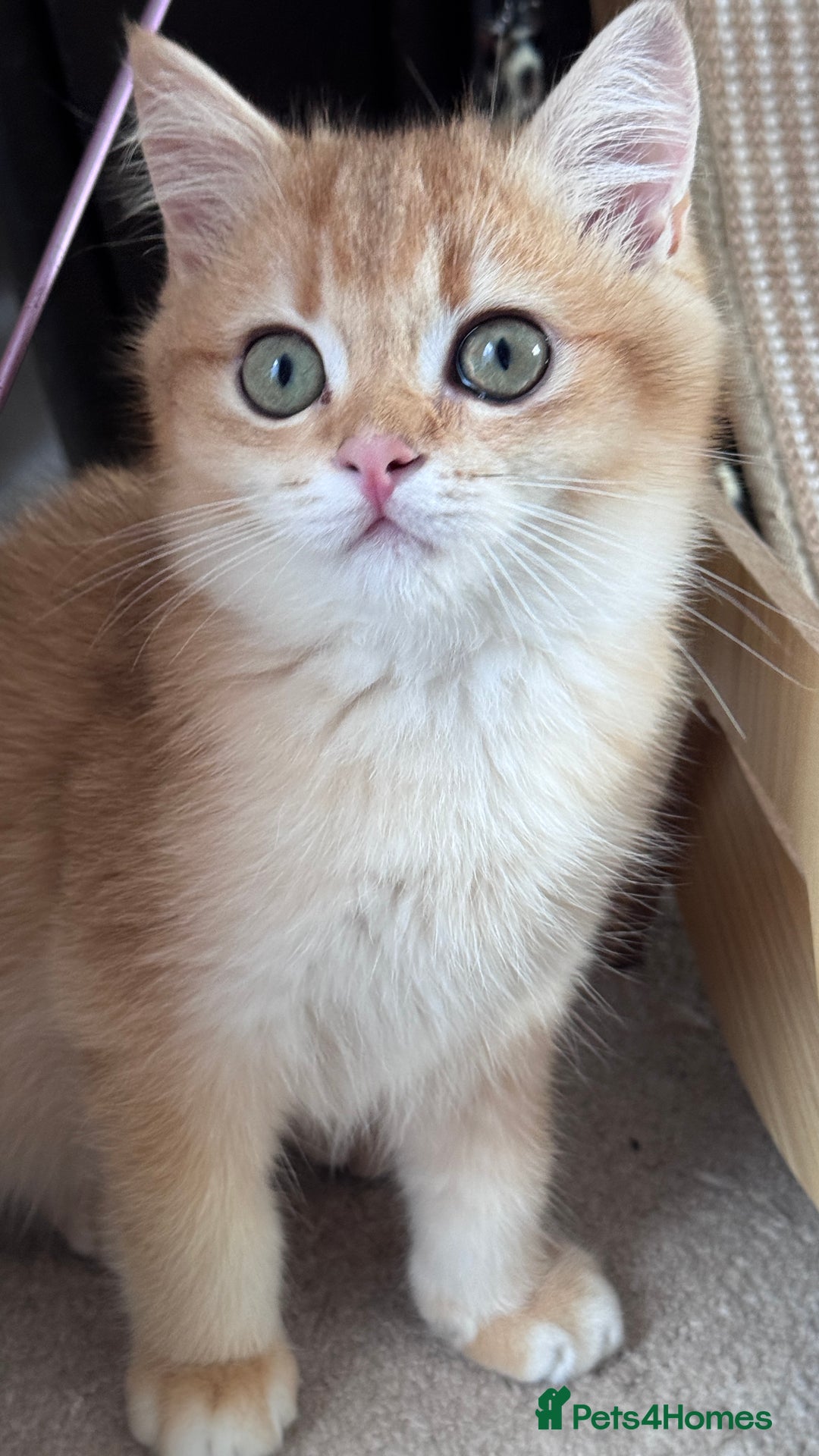 British Shorthair cats for sale: GCCF BSH ONE BOY READY TO GO GOLDEN BLACK TIPPED  - Advert 20