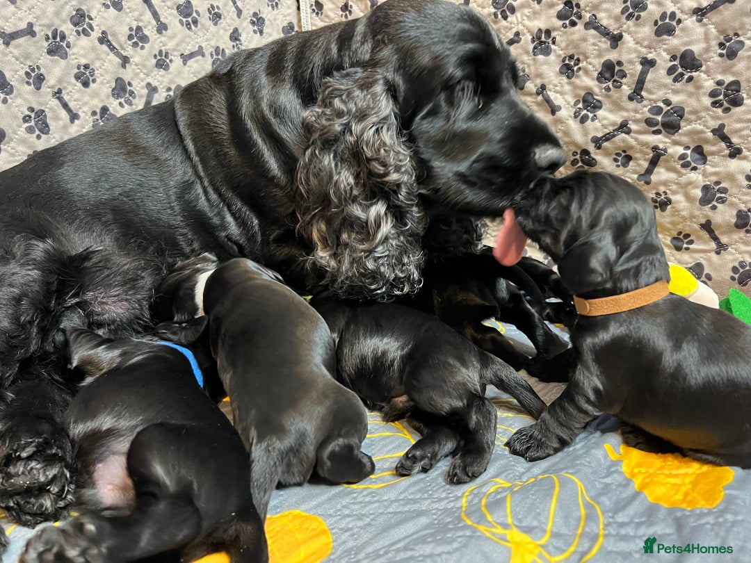 Cocker Spaniel dogs for sale: Show-Quality Cocker Spaniel Puppies  - Advert 12