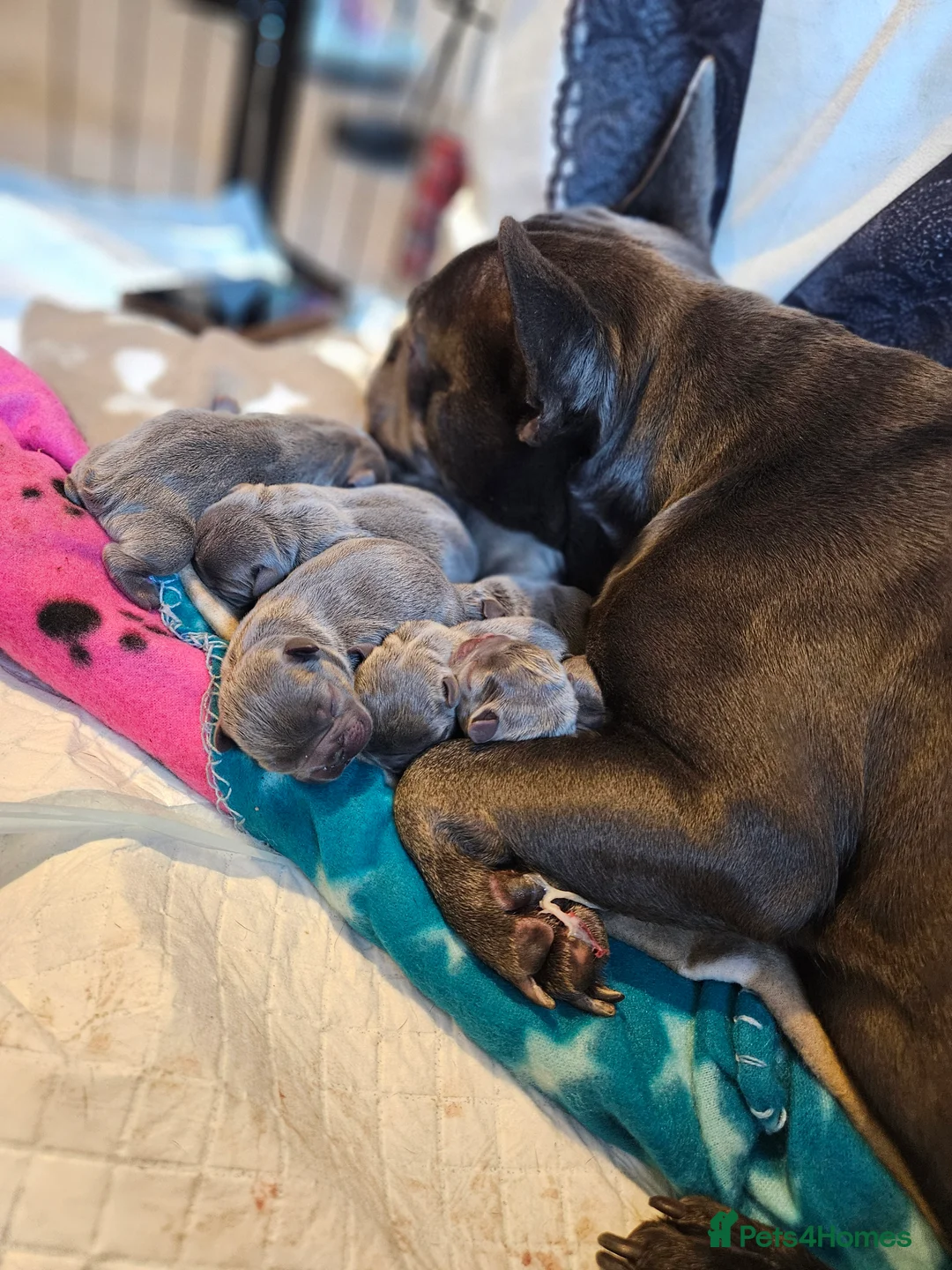 French Bulldog dogs for sale: French Bulldog puppy  - Advert 1