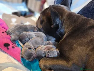 French Bulldog dogs French Bulldog puppy - Advert 1