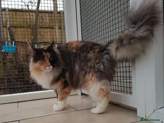 Maine Coon cats Dual reg beautiful retired Maine coon girl - Advert 1