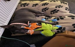 French Bulldog dogs for sale: Female French bulldog  - Advert 2