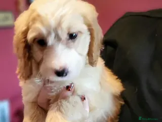 Cockapoo dogs Cockapoo puppy's - Advert 16