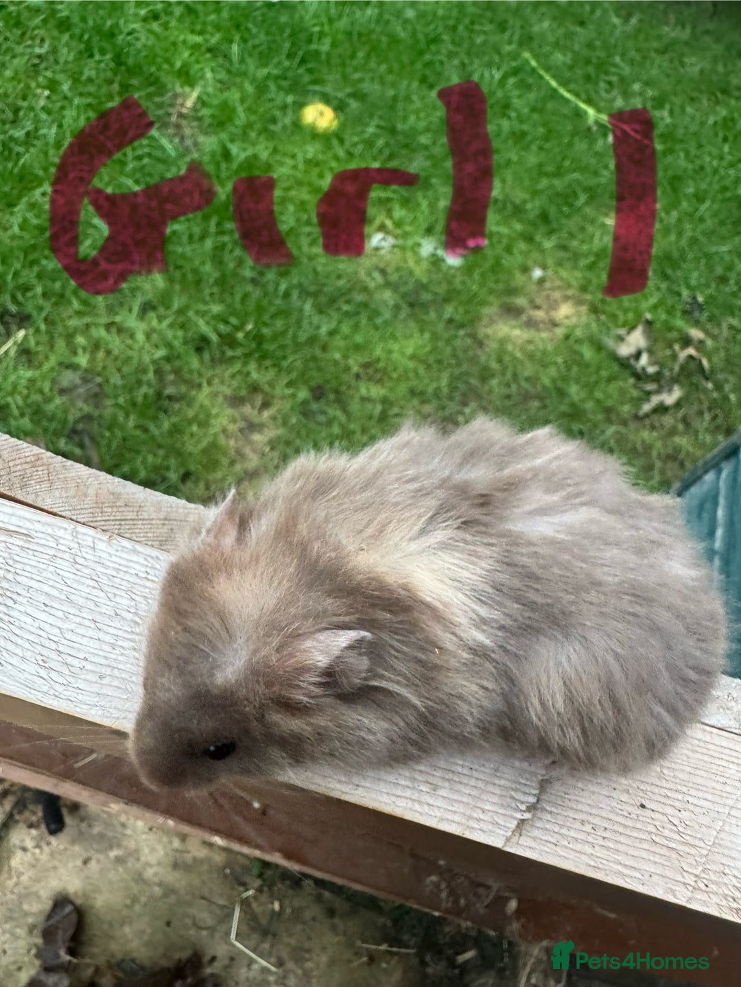 Hamster rodents for sale: Baby syrian hamsters males and females - Image 18