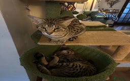 Savannah cats for sale: Savannah F4 girl kittens - Image 31