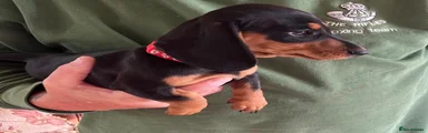 Miniature Dachshund 3