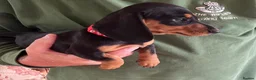 Miniature Dachshund dogs for sale: Beautiful miniature Dachunds - Advert 18