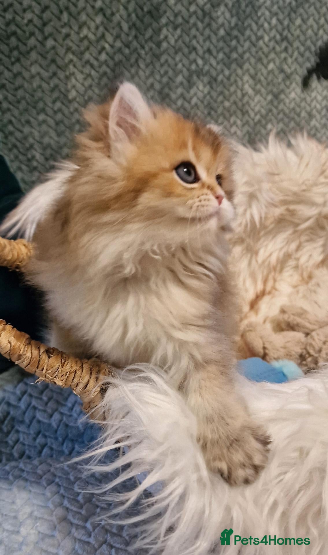 British Shorthair cats for sale: 💖TICA GOLDEN / GOLDEN POINT BSH & BLH KITTENS💖 - Advert 2