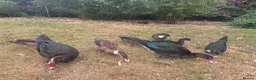 Ducks poultry for sale: Muscovy Ducks for sale - Male & Female - Advert 25