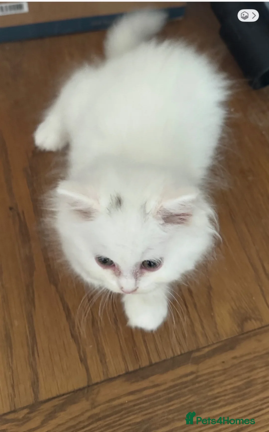 British Shorthair cats for sale: Beautiful Pedigree British Shorthair Kittens in Rochester - Advert 21