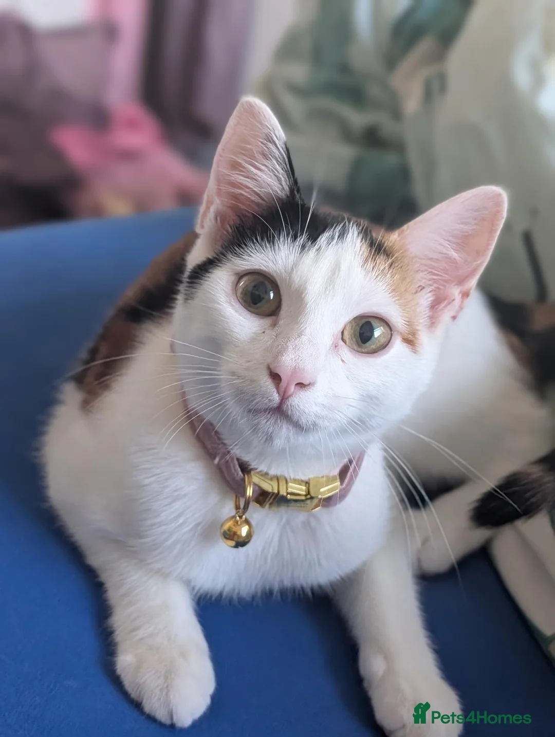 Domestic Shorthair cats for sale: 2 black&white kittens looking for home !  in London - Advert 2