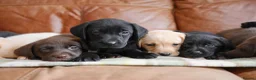 Labrador Retriever dogs for sale: Quality Health Tested Labrador Puppies - Advert 7
