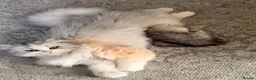 Persian cats for sale: Cute Persian kitten (last one left) in Bradford - Advert 1