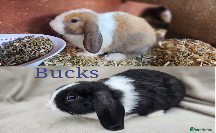 Mini Lop rabbits - Advert 7