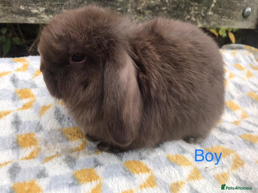Mini Lop rabbits for sale: Beautiful mini lop bucks for sale  - Advert 4