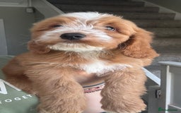 Cockapoo dogs for sale: F2 cockapoo puppies 🐶 ❤️ - Image 16